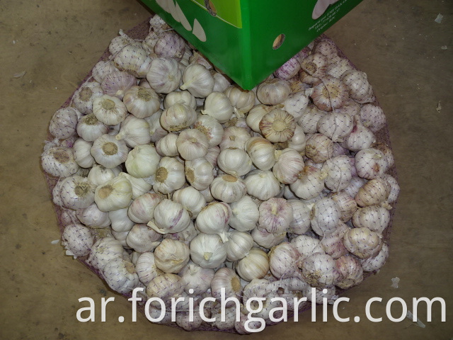 Normal Garlic 2019